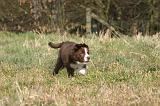 BORDER COLLIE 1555